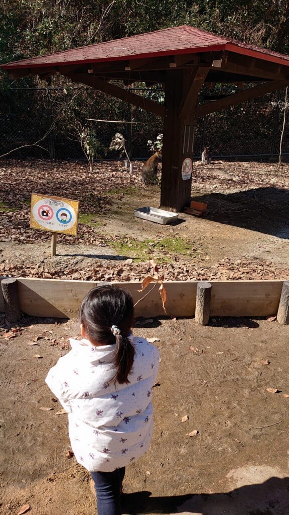 こども動物自然公園カンガルー